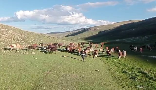 YAKLAŞAN KURBAN BAYRAMI ÖNCESİNDE DOLANDIRICILAR, DİJİTAL PLATFORMLARDA YENİ BİR YÖNTEMLE...