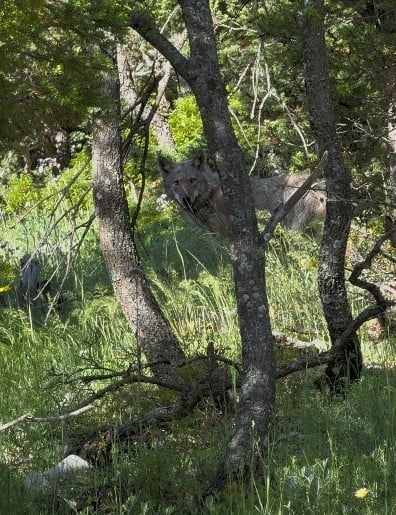 YALIHÜYÜK İLÇESİNDE YAYLA YOLUNDA ARACIYLA GİDERKEN GÖRDÜĞÜ KURDU YANINA ÇAĞIRAN VETERİNER HEKİMİN...