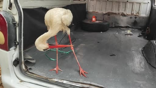 Yaralı leyleğe vatandaş sahip çıktı