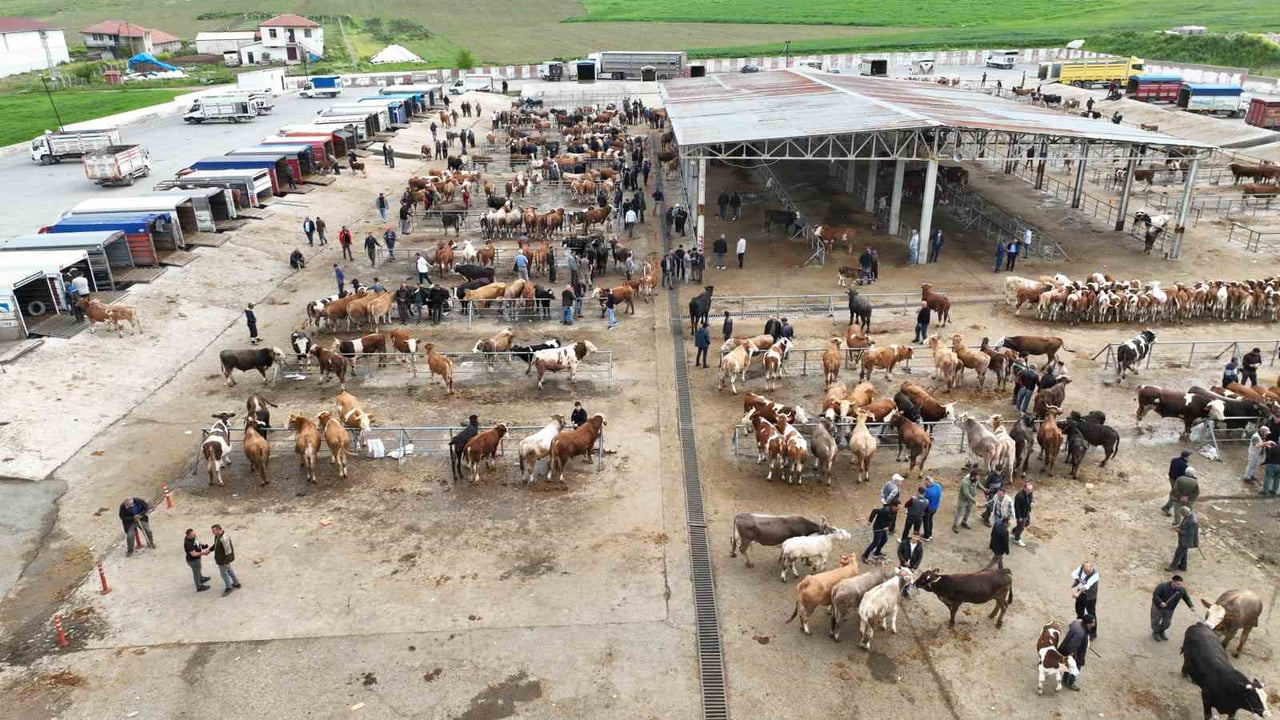 YOZGAT'IN HAYVANCILIK MERKEZLERİNDEN BİRİ OLAN SORGUN İLÇESİNDE, YAKLAŞAN KURBAN BAYRAMI ÖNCESİ...