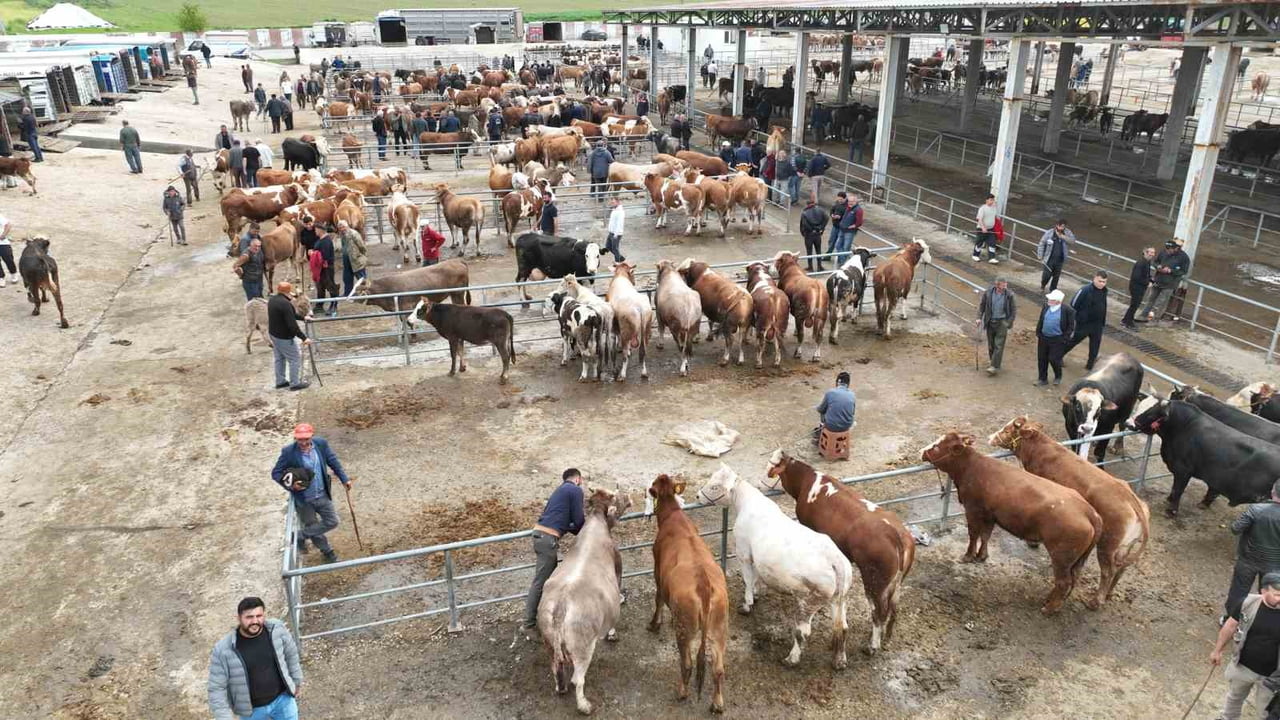 YOZGAT'IN HAYVANCILIK MERKEZLERİNDEN BİRİ OLAN SORGUN İLÇESİNDE, YAKLAŞAN KURBAN BAYRAMI ÖNCESİ...