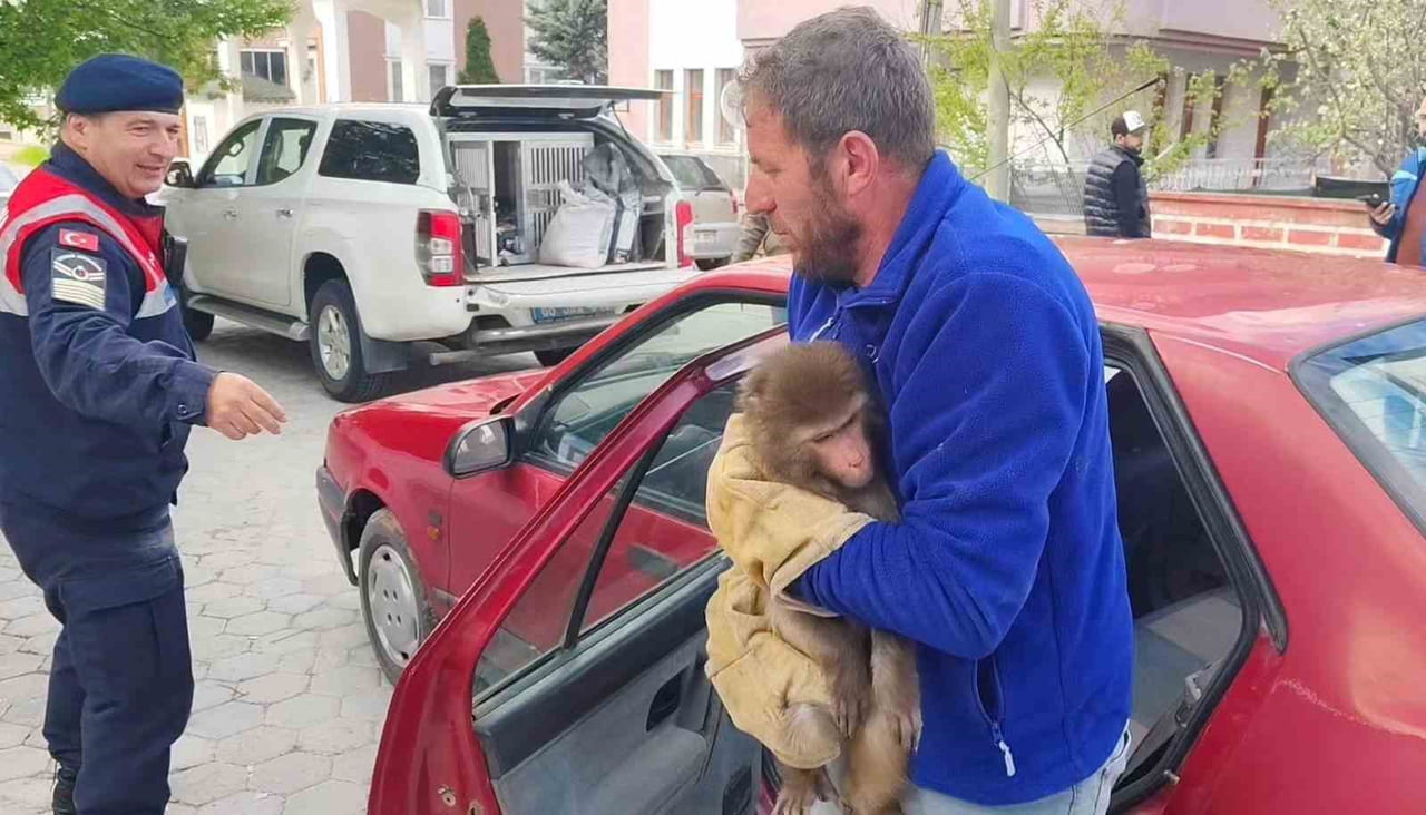 YOZGAT’IN SARIKAYA İLÇESİNDE ‘HİNT ŞEBEĞİ’ OLARAK BİLİNEN MAKAK TÜRÜ MAYMUN BULUNDU. HAYRETE...