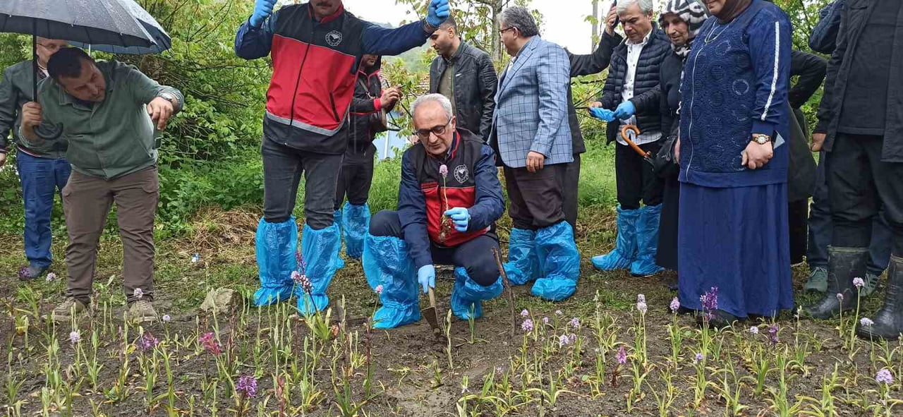 ZONGULDAK'IN DEVREK İLÇESİNDE DOĞA YÜRÜYÜŞÜ SIRASINDA DİKKATİNİ ÇEKEN SALEP ORKİDESİNİ ARAŞTIRMAYA...