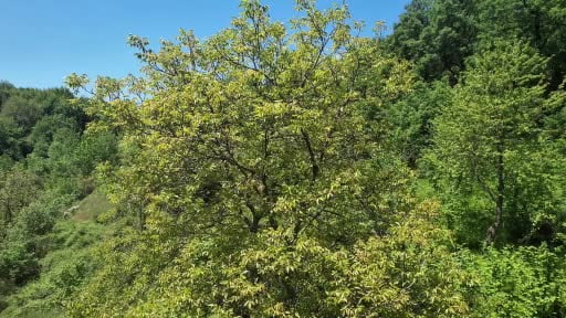 Zonguldak ormanları baharın gelişiyle böyle görüntülendi