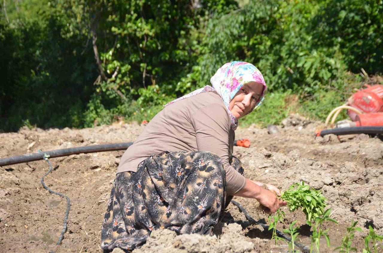 162 YILDIR AYNI 'ATA TOHUMU' İLE EKİYORLAR