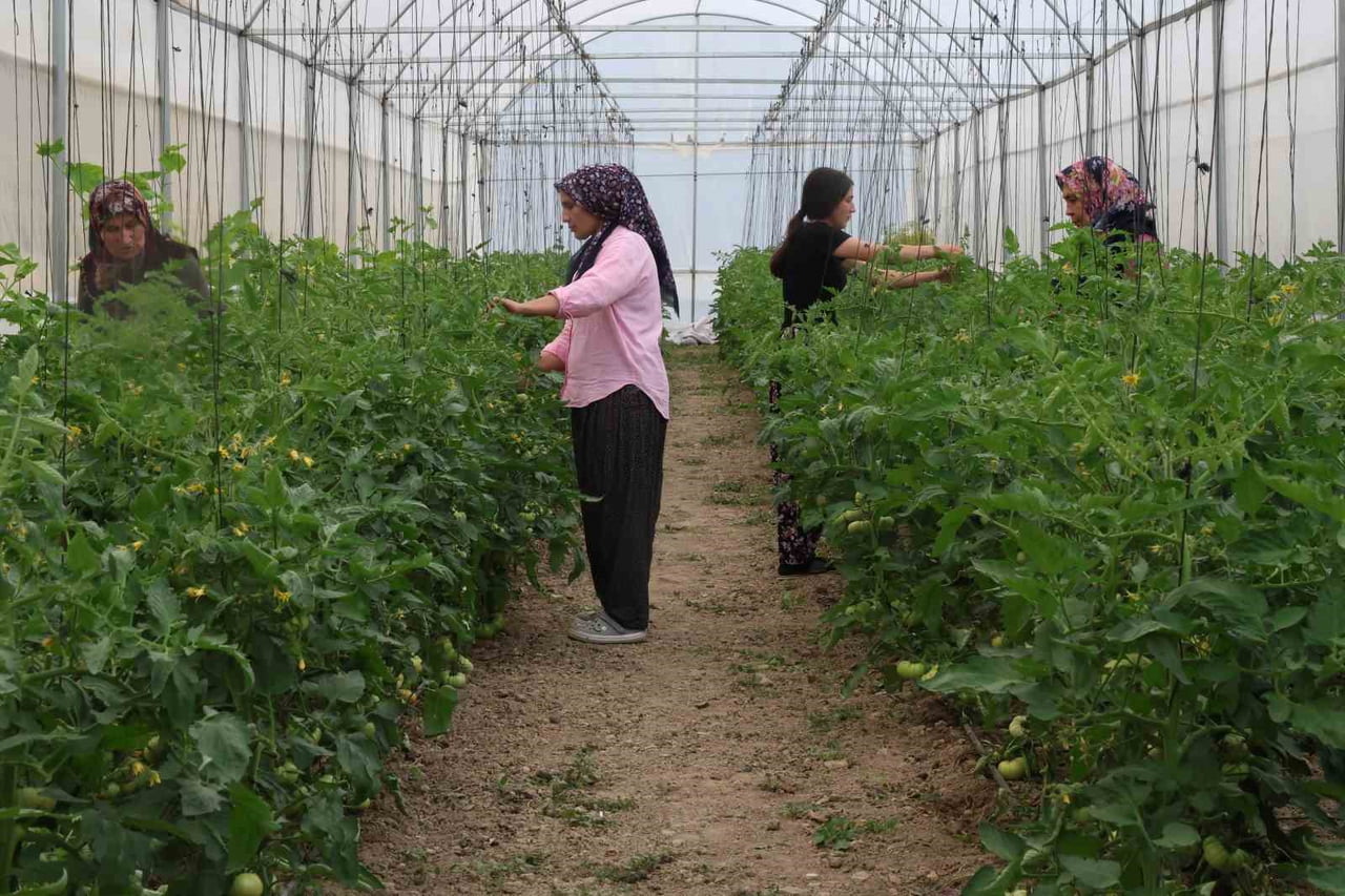 2009 YILINDA İLÇEDE SU OLMADIĞI İÇİN ATIL KALAN ÇORAK ARAZİLERİ LAVANTA BAHÇELERİNE DÖNÜŞTÜREN...