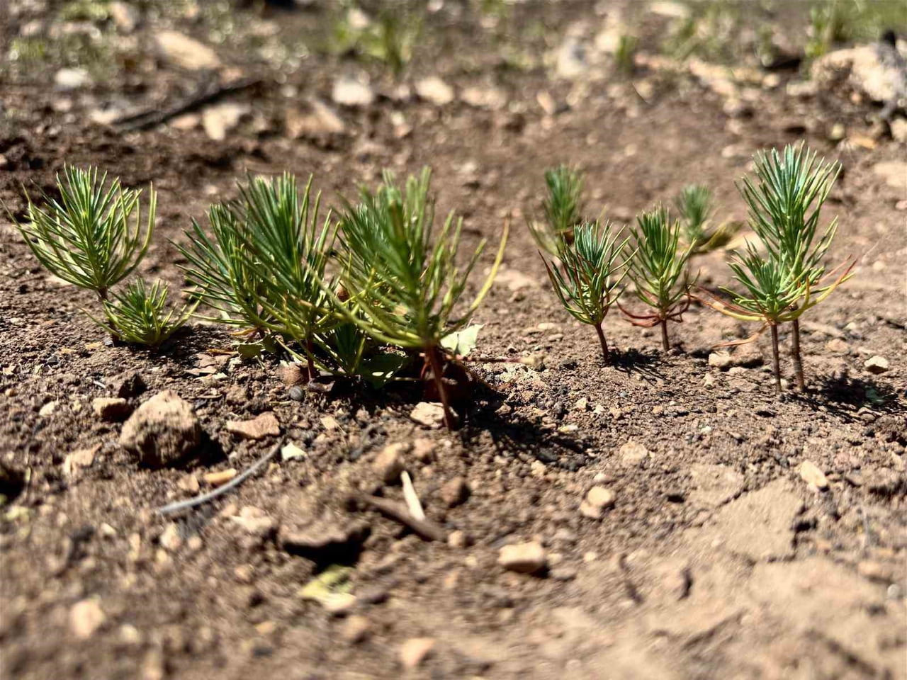 2025 YILINDA YAŞANAN ORMAN YANGINLARININ ARDINDAN BULDAN ORMAN İŞLETME MÜDÜRLÜĞÜ, BÖLGENİN...