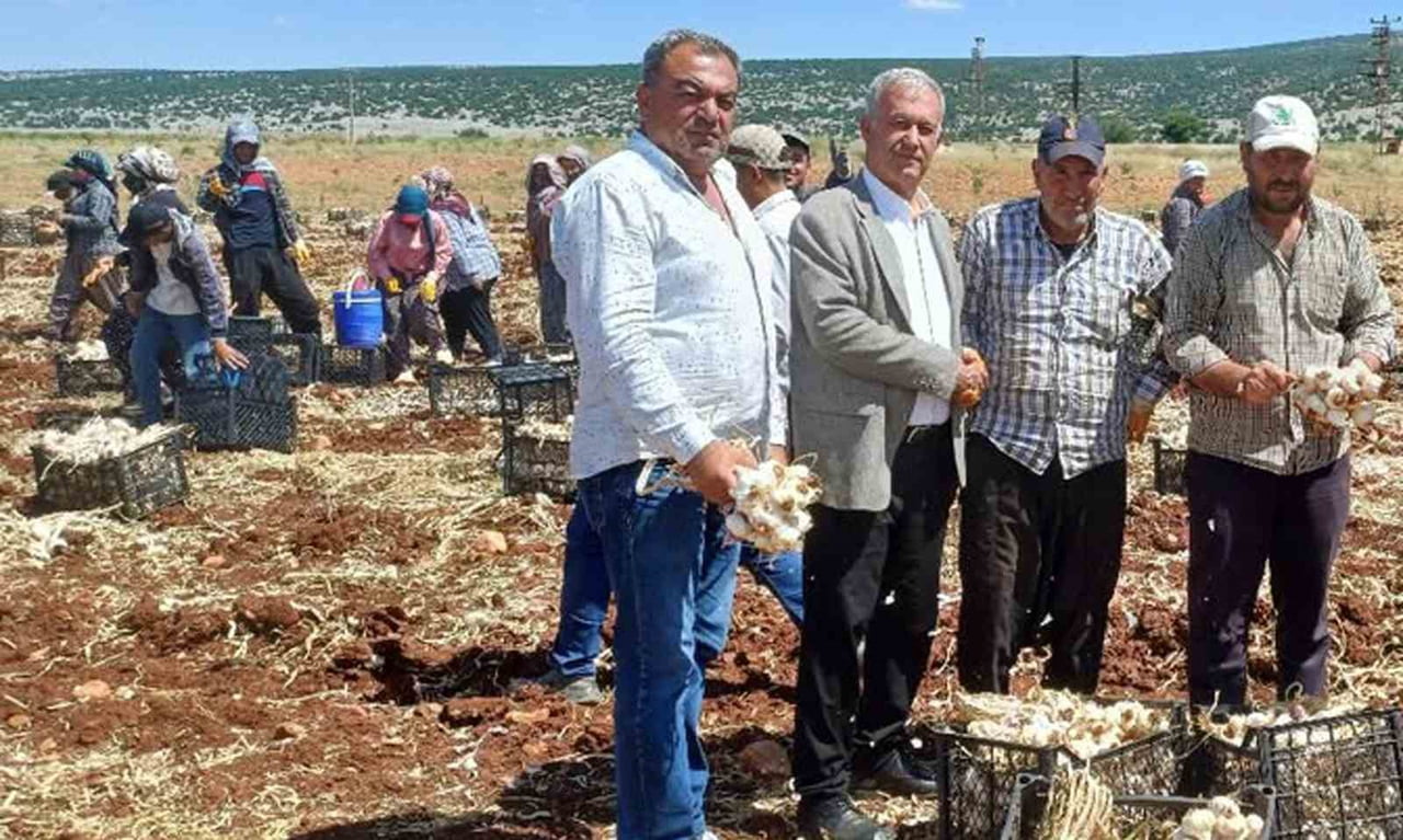 AB TESÇİLLİ ARABAN SARIMSAĞININ 2026 YILI HASADINA BAŞLANDI
