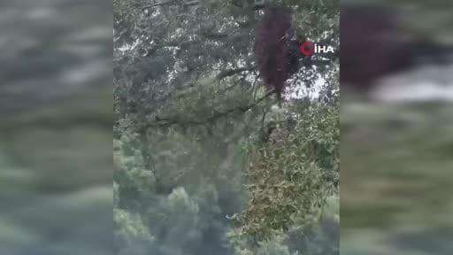 ABD'nin Texas eyaletine bağlı Orange County'de 400 kovan taşıyan kamyonun devrilmesi sonucu 24...