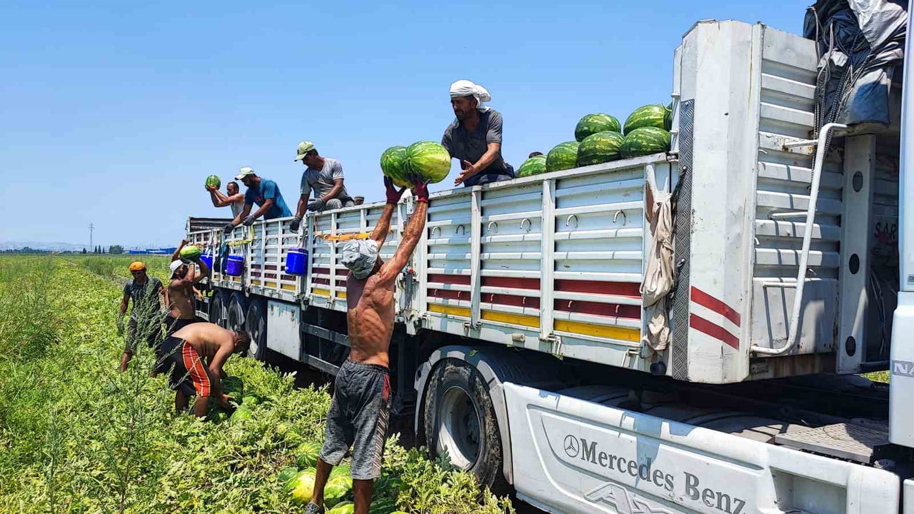 ADANA'DA 40 DERECE SICAKTA KARPUZ HASADI DEVAM EDİYOR.