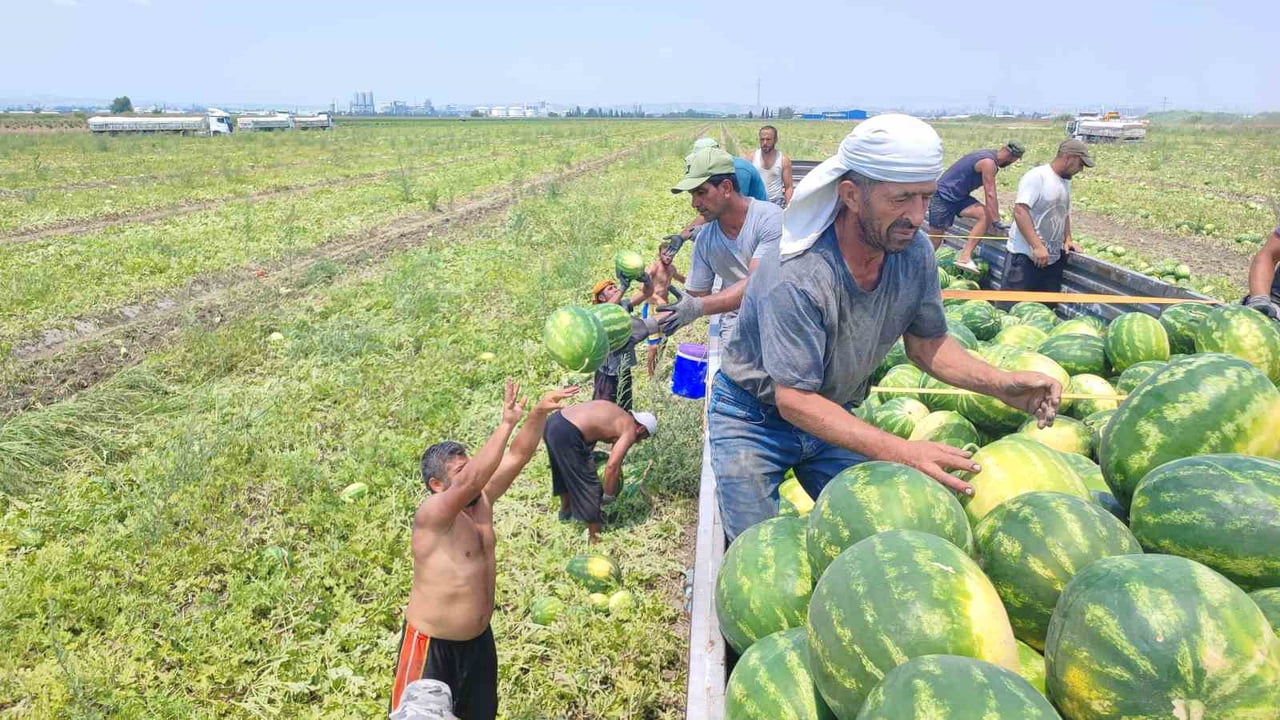 ADANA'DA 40 DERECE SICAKTA KARPUZ HASADI DEVAM EDİYOR.
