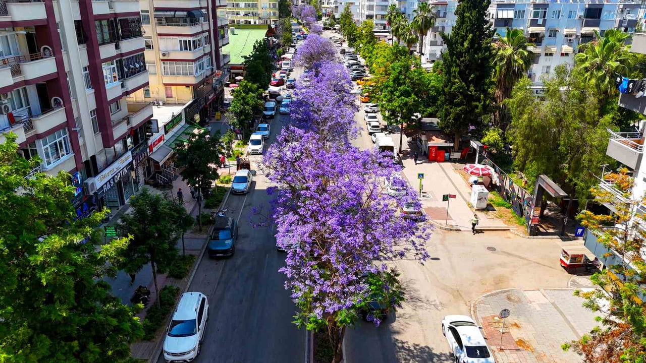 ADANA'DA HAVALARIN ISINMASIYLA BİRLİKTE ÇİÇEK AÇAN JAKARANDA AĞAÇLARI, KENTİ MOR VE LİLA TONLARINA...
