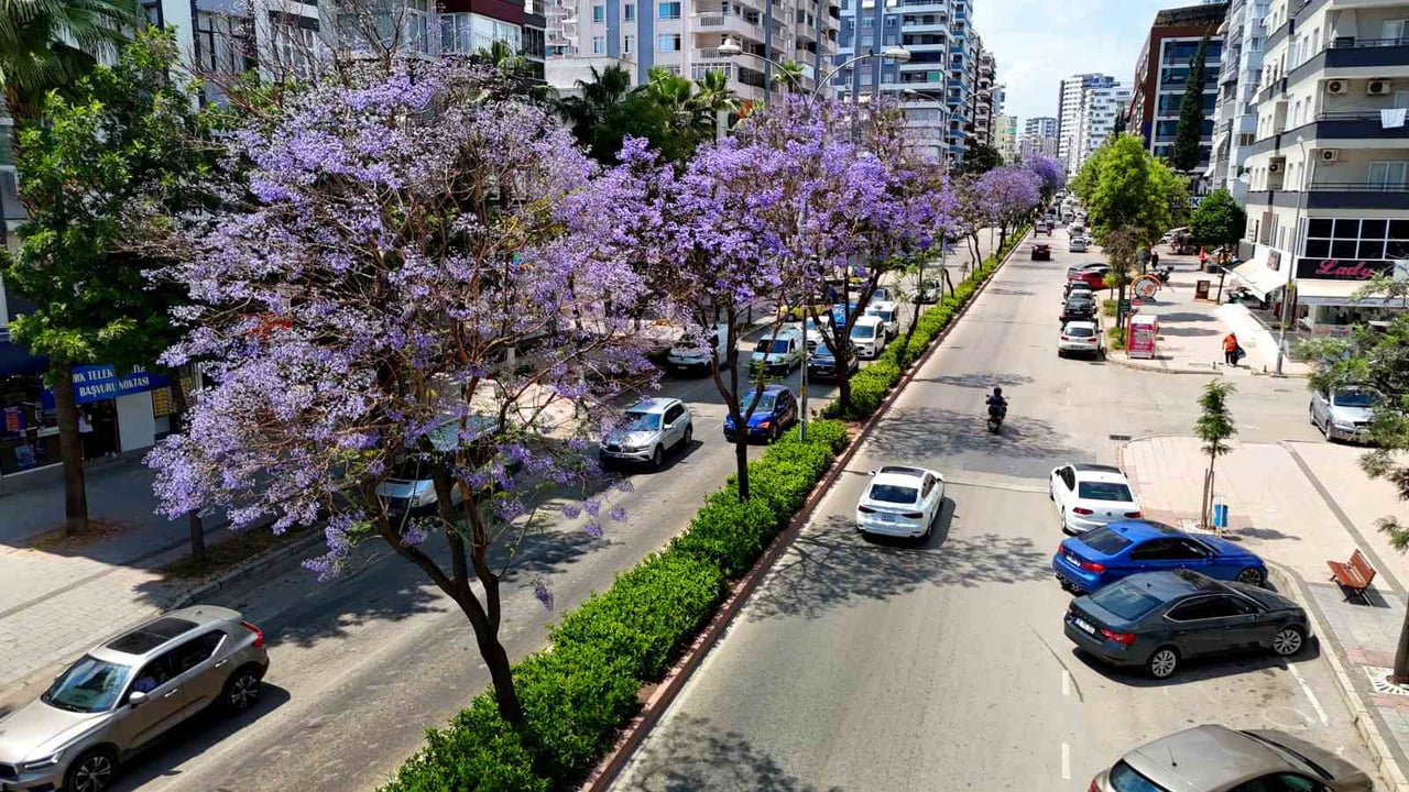 ADANA'DA HAVALARIN ISINMASIYLA BİRLİKTE ÇİÇEK AÇAN JAKARANDA AĞAÇLARI, KENTİ MOR VE LİLA TONLARINA...