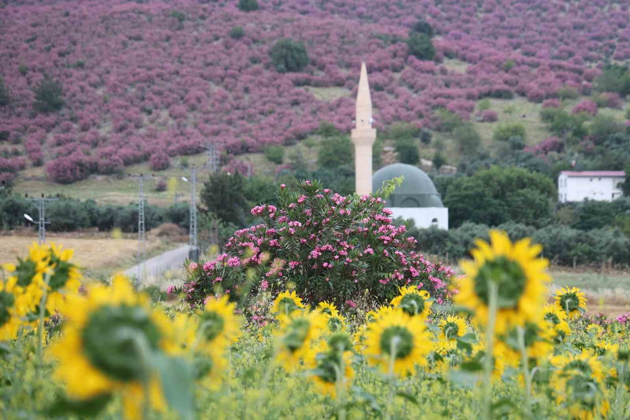 ADANA’NIN KOZAN İLÇESİNDE ZAKKUMLARIN PEMBEYE BOYADIĞI DAĞ YAMAÇLARI İLE AYÇİÇEĞİ TARLALARININ...