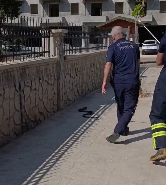 ADIYAMAN’DA, HASTANE YANINDA GÖRÜNEN YAKLAŞIK 2 METRE UZUNLUĞUNDAKİ YILAN PANİĞE NEDEN...