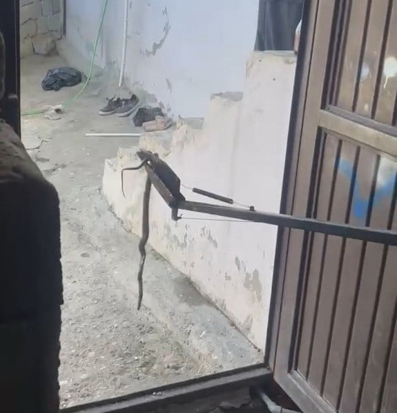 ADIYAMAN’IN BESNİ İLÇESİNDE BİR EVİN AMBARINA GİREN YILAN, VATANDAŞLAR ARASINDA KISA SÜRELİ PANİĞE...