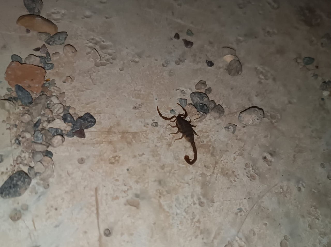 ADIYAMAN’IN KENT MERKEZİNDE BİR ÇOK FARKLI NOKTALARDA VATANDAŞLAR TARAFINDAN AKREPLER GÖRÜLMEYE...