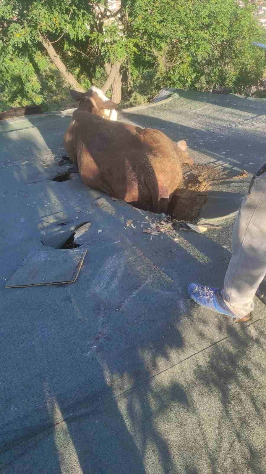 AFYONKARAHİSAR'DA OTLARKEN ÇIKTIĞI EVİN ÇATISININ BİR KISMININ ÇÖKMESİ ÜZERİNE MAHSUR KALAN İNEK...