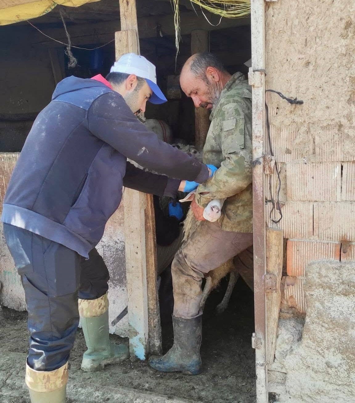 AFYONKARAHİSAR’IN BOLVADİN İLÇESİNDE KÜÇÜKBAŞ HAYVANLARA YÖNELİK AŞILAMA, KÜPELEME, TESPİT VE...