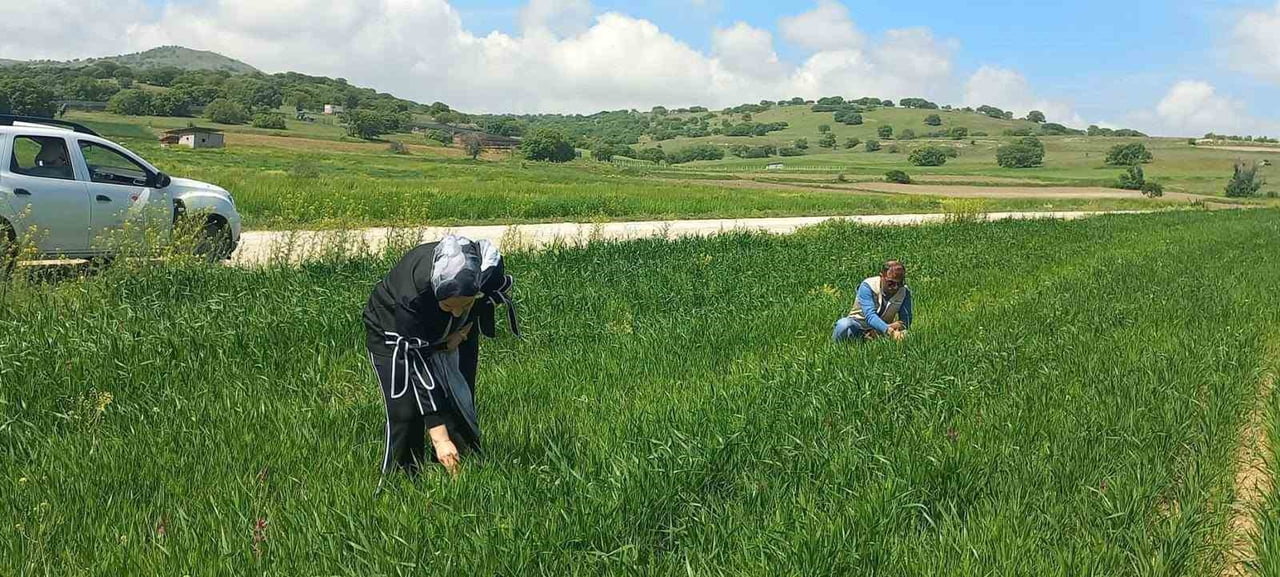 AFYONKARAHİSAR TARIM VE ORMAN İL MÜDÜRLÜĞÜ TARAFINDAN HUBUBAT ÜRÜNLERİNDE REKOLTENİN ARTTIRILMASI...