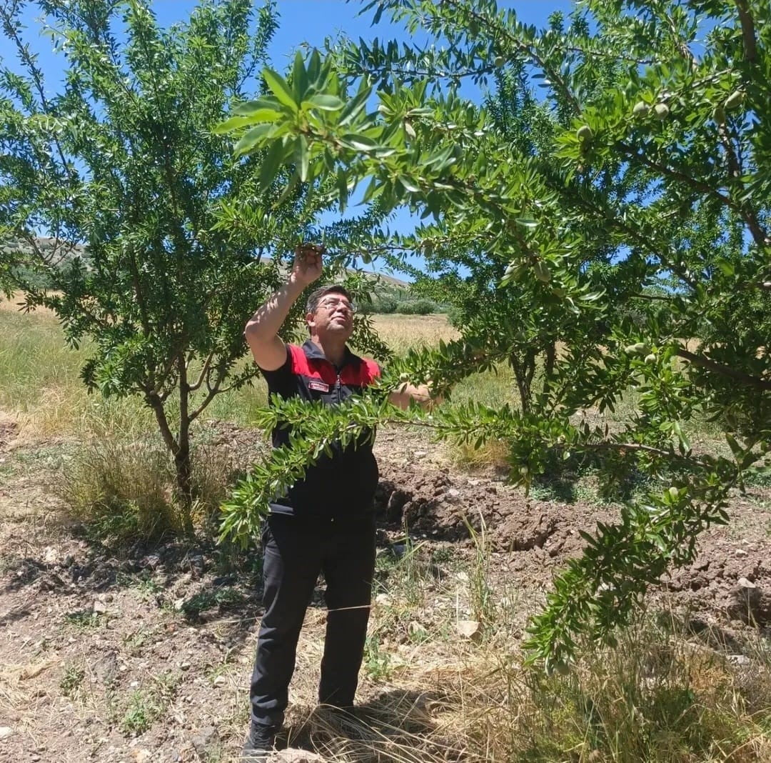 AĞIN'DA BADEM BAHÇELERİNE HASTALIK VE ZARARLI KONTROLÜ