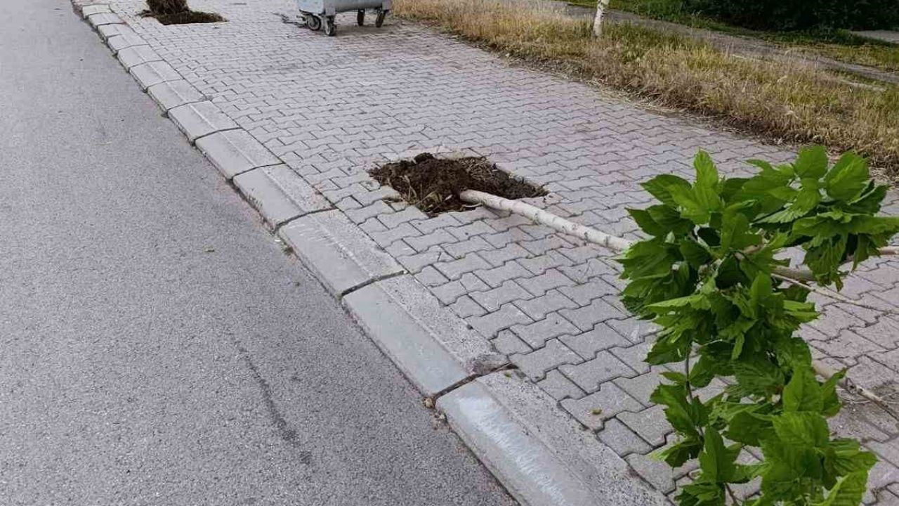 AĞRI'NIN PATNOS İLÇESİNDE KALDIRIMLARDAKİ AĞAÇLARA ZARAR VEREN ŞAHIS, KAMERADAN TESPİT EDİLİP...