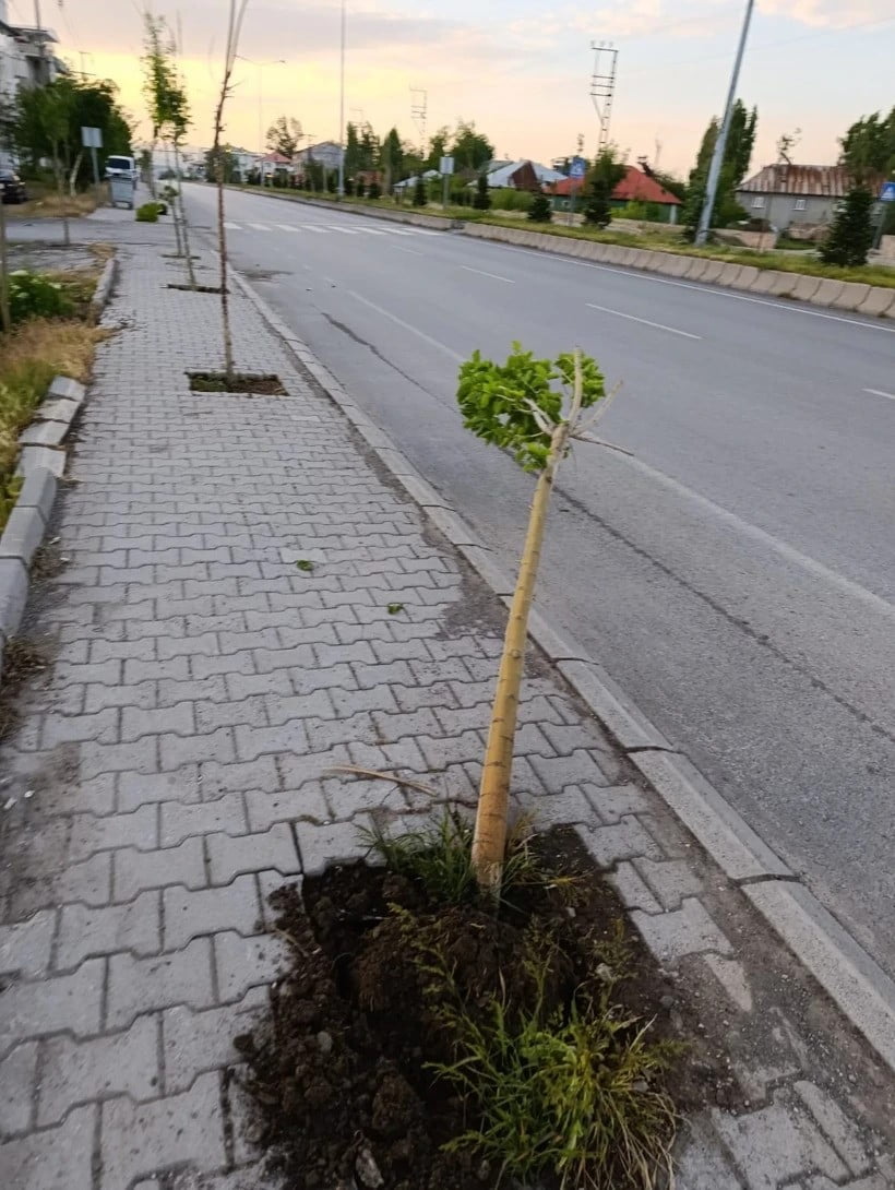 AĞRI'NIN PATNOS İLÇESİNDE KALDIRIMLARDAKİ AĞAÇLARA ZARAR VEREN ŞAHIS, KAMERADAN TESPİT EDİLİP...