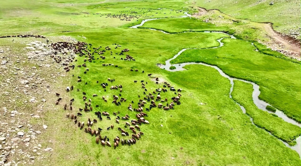 AĞRI’DA YAYLALAR KOYUN SÜRÜLERİYLE SÜSLENDİ