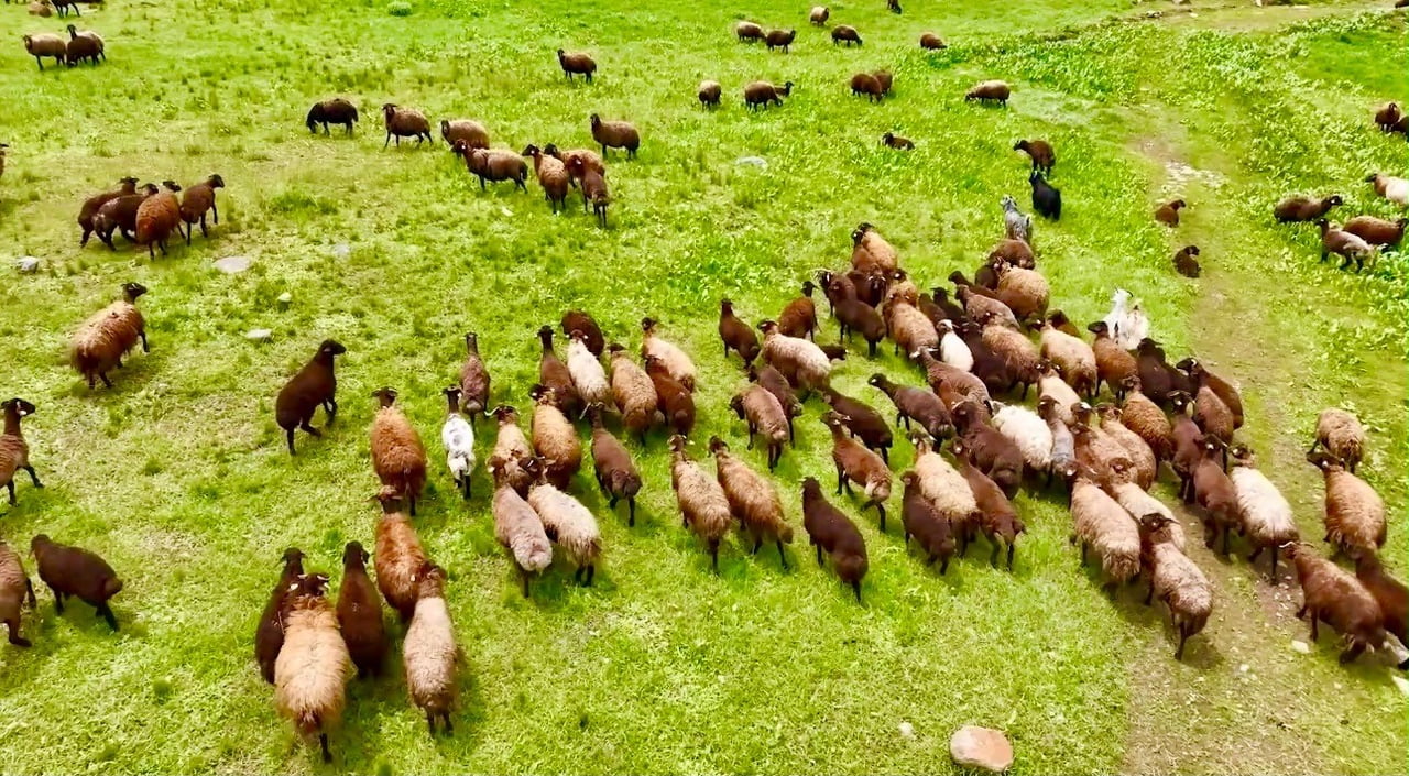 AĞRI’DA YAYLALAR KOYUN SÜRÜLERİYLE SÜSLENDİ