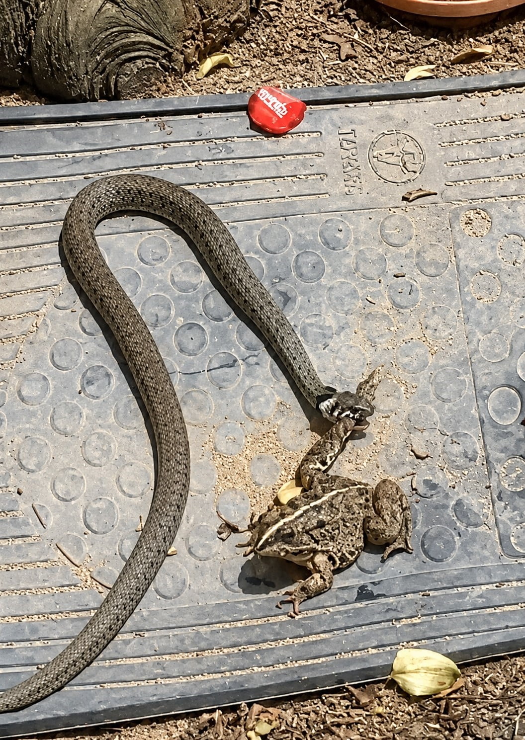 AKÇAKOCA İLÇESİNDE BİR YILANIN, KURBAĞAYI AVLAMA ANI CEP TELEFONU KAMERALARINA AN BE AN...
