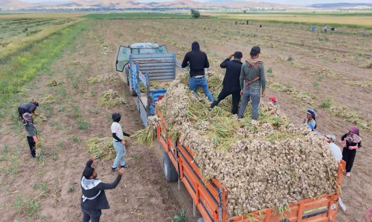AKSARAY’A ÖZGÜ ATA TOHUMUNDAN YETİŞTİRİLEN VE İÇİNDE BARINDIRDIĞI SELENYUM VE GERMANYUM...