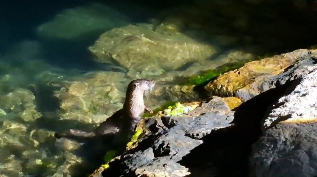AMASRA'DA BALIK AVLAYAN BİR GRUP VATANDAŞ, TUTTUKLARI BALIKLARI NESLİ TÜKENMEKTE OLAN SU SAMURLARI...