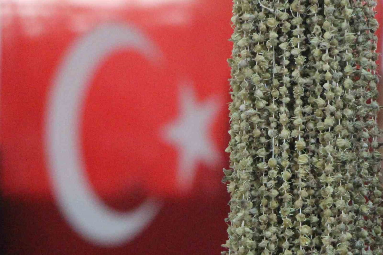 AMASYA'DA ÜRETİCİLER, AFRİKA ÜLKESİ UGANDA'DAN TÜRKİYE'YE GETİRİLEN BENZER ŞEKİLDEKİ BAMYANIN...