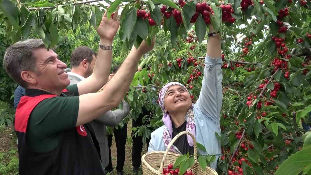 AMASYA’DA BUL YIL DALLARI KİRAZ BASTI. COĞRAFİ İŞARET TESCİLLİ AMASYA KİRAZININ HASADI BAŞLADI. BU...