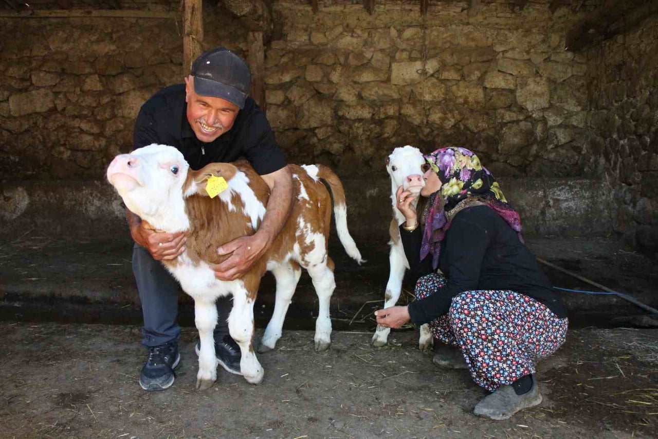 AMASYA’DA HAYVANCILIK YAPAN ÇİFT, 3’ER GÜN ARAYLA DOĞAN BUZAĞILARINA HAYRANI OLDUKLARI ŞARKICI...