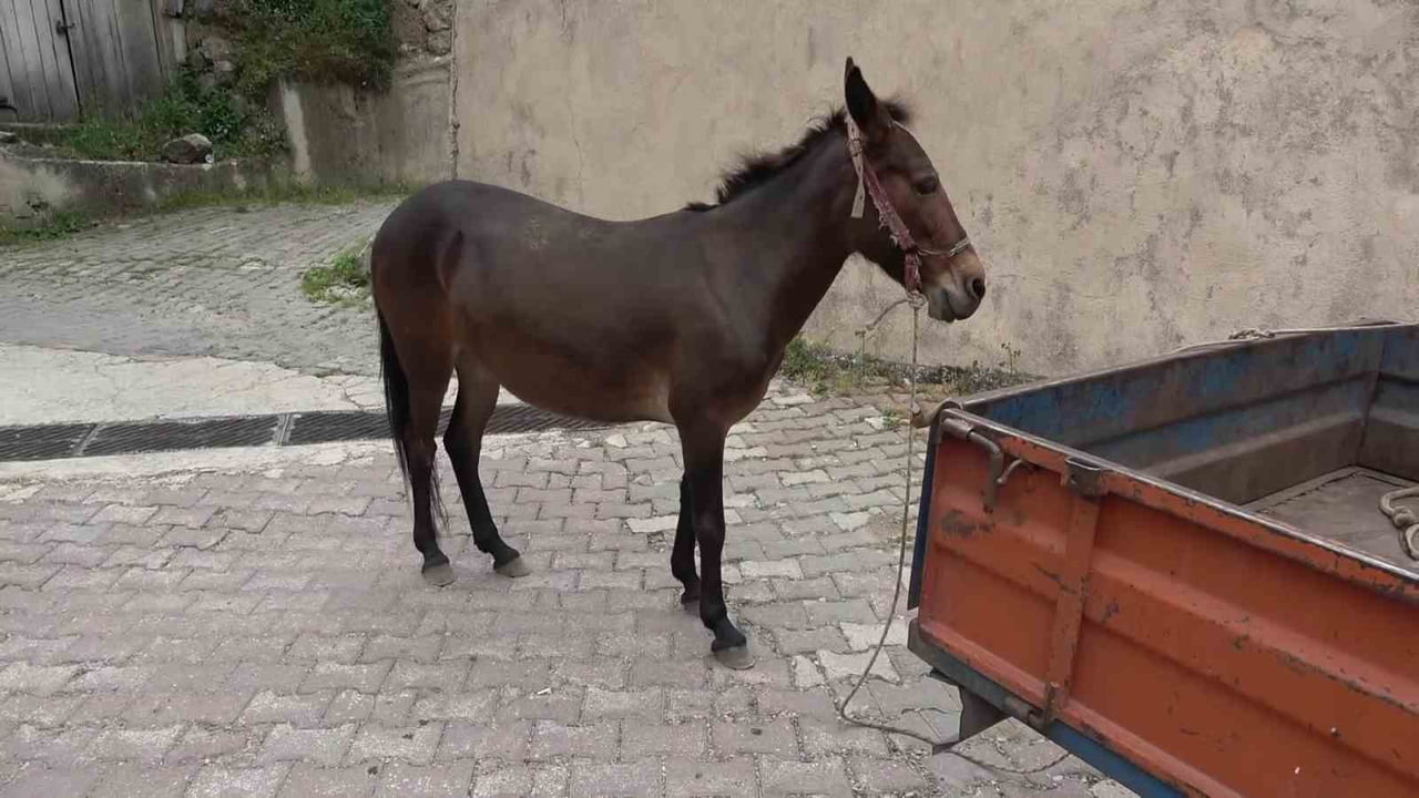 AMASYA MERKEZE BAĞLI YIKILGAN KÖYÜNDE ÇİFTÇİ BİR AİLENİN EVLADI OLAN 26 YAŞINDAKİ BEDENSEL ENGELLİ...