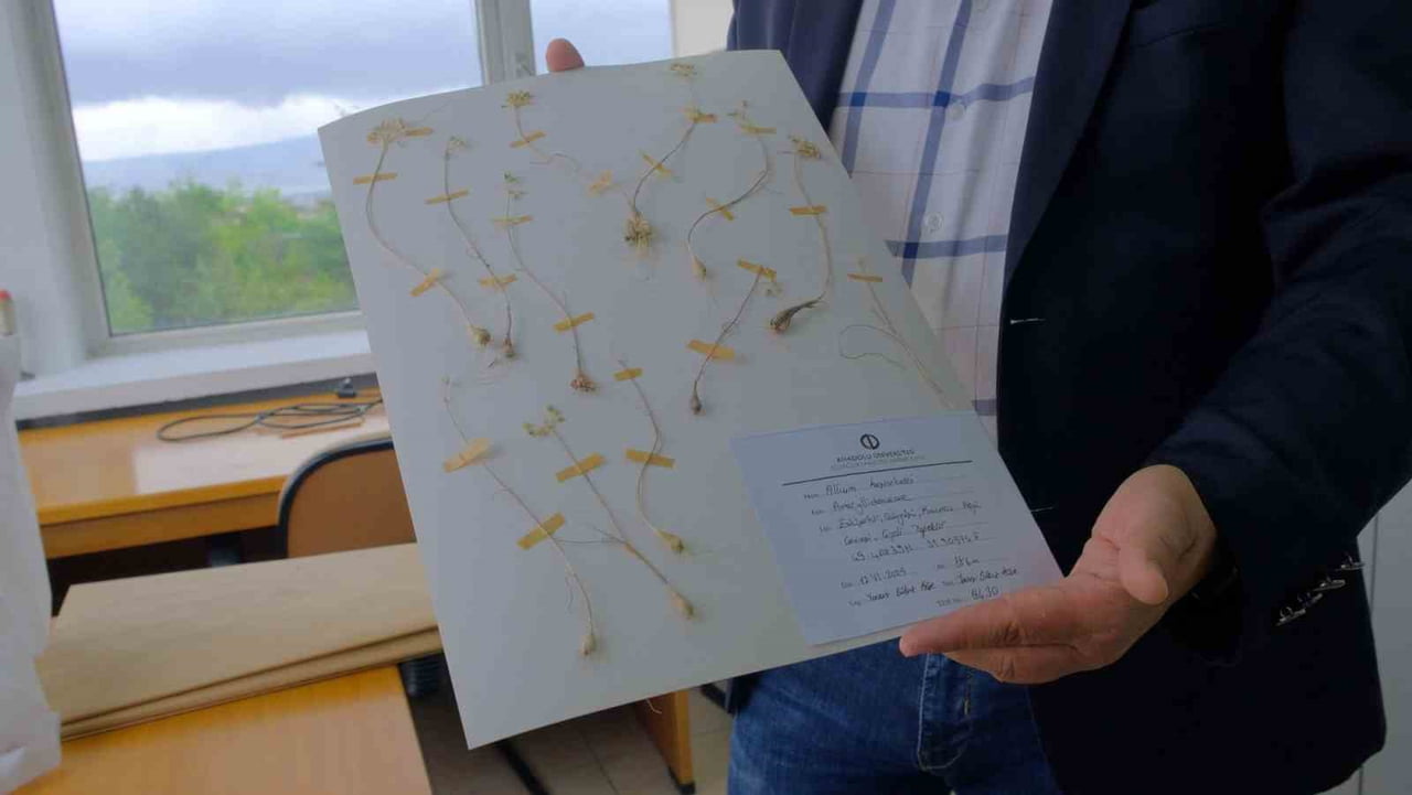 ANADOLU ÜNİVERSİTESİ ECZACILIK FAKÜLTESİ VE HARRAN ÜNİVERSİTESİ EKİBİ, TÜRKİYE FLORASINA DÜNYA...
