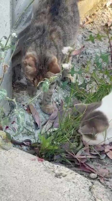 ANTALYA’DA BİR KEDİ KARŞILAŞTIĞI YILAN İLE DAKİKALARCA OYNADI. O ANLAR VATANDAŞIN CEP TELEFONU...