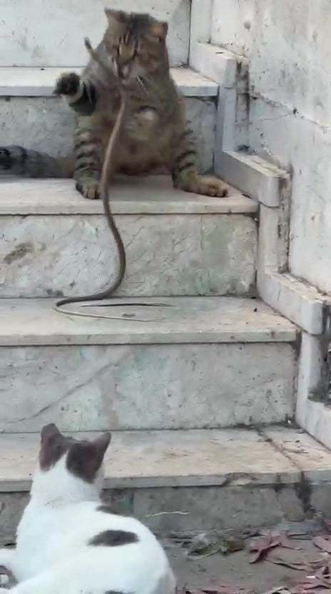 ANTALYA’DA BİR KEDİ KARŞILAŞTIĞI YILAN İLE DAKİKALARCA OYNADI. O ANLAR VATANDAŞIN CEP TELEFONU...