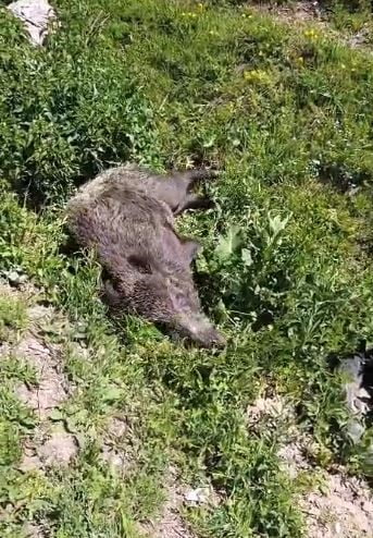 ARDAHAN'DAA GÖRÜNTÜLENEN YABAN DOMUZU, VÜCUDUNDAKİ YARA İZLERİYLE DİKKAT ÇEKTİ.