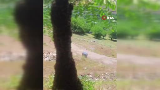 Arılar ağaçta oğul verdi: Dallar arıların ağırlığıyla eğildi