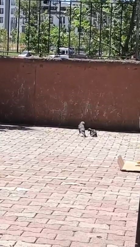 ARNAVUTKÖY’DE OKULUN HAVALANDIRMA BOŞLUĞUNA DÜŞEN KARGA YAVRUSU EKİPLER TARAFINDAN...
