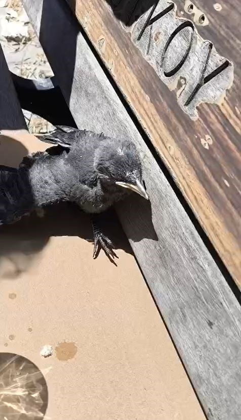 ARNAVUTKÖY’DE OKULUN HAVALANDIRMA BOŞLUĞUNA DÜŞEN KARGA YAVRUSU EKİPLER TARAFINDAN...