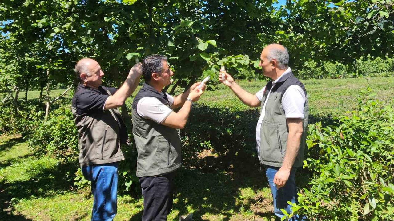 ARTVİN’DE TARIM VE ORMAN ALANLARINDA ZARARA YOL AÇAN KAHVERENGİ KOKARCAYA KARŞI YÜRÜTÜLEN MÜCADELE...