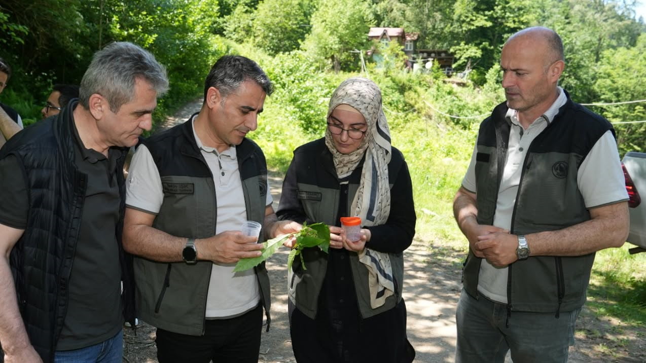 ARTVİN ORMAN BÖLGE MÜDÜRLÜĞÜ TARAFINDAN KESTANE AĞAÇLARINA ZARAR VEREN KESTANE GAL ARISI İLE...