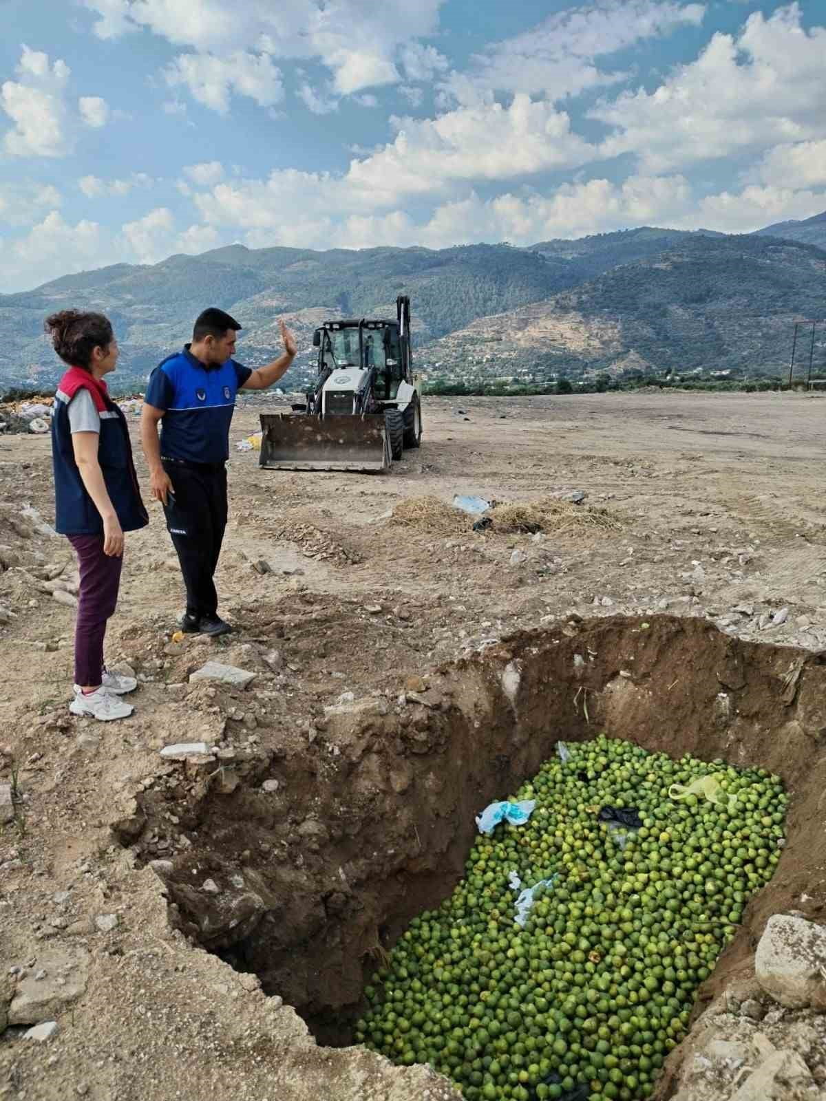 AYDIN'IN BOZDOĞAN İLÇESİNDE İNCİR ÜRETİMİNİ TEHDİT EDEN HASTALIK VE ZARARLILARLA MÜCADELE...