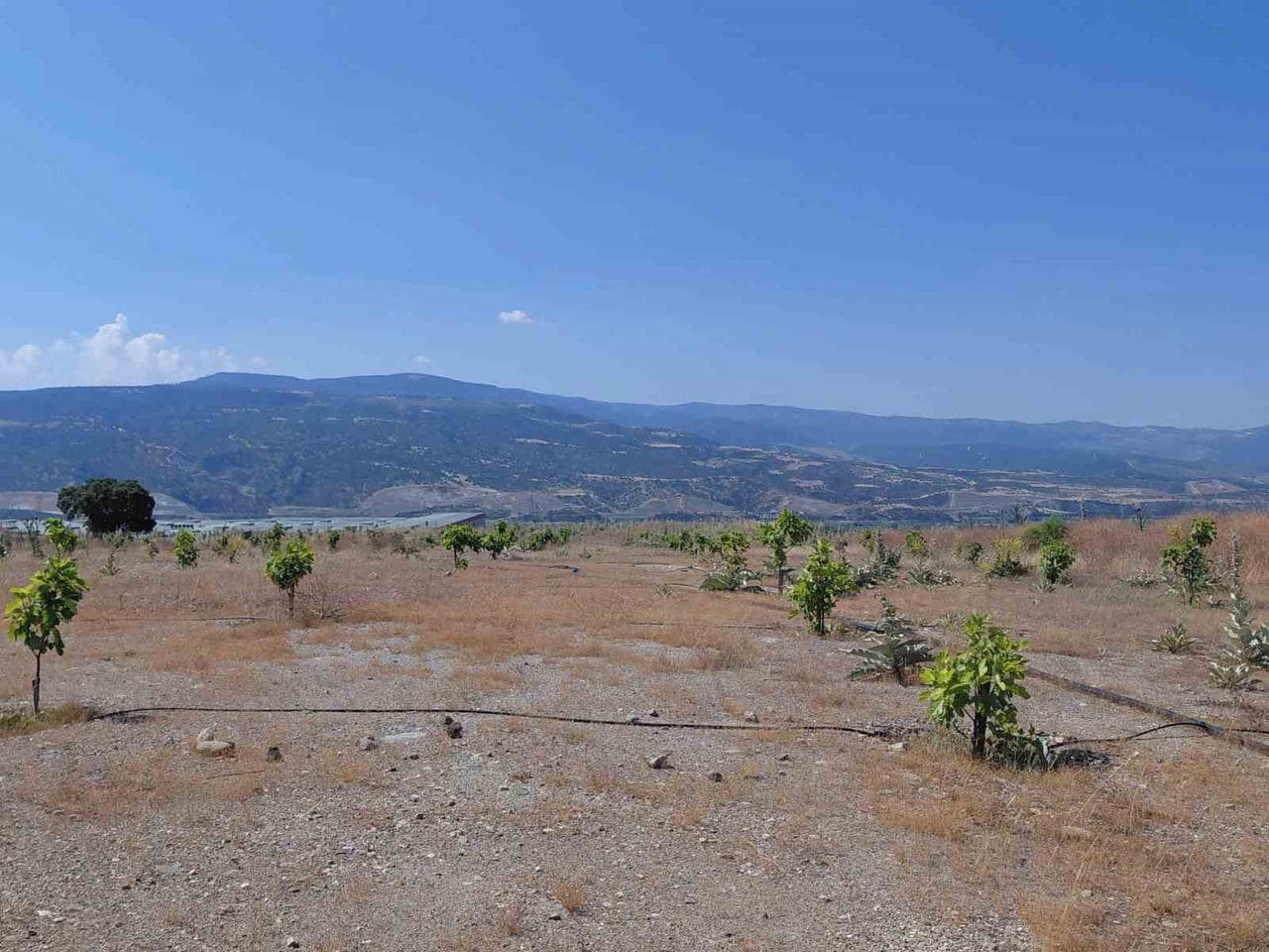 AYDIN'IN BUHARKENT İLÇESİNDE BELEDİYE TARAFINDAN HAYATA GEÇİRİLEN İLEK BAHÇESİ PROJESİ KAPSAMINDA...