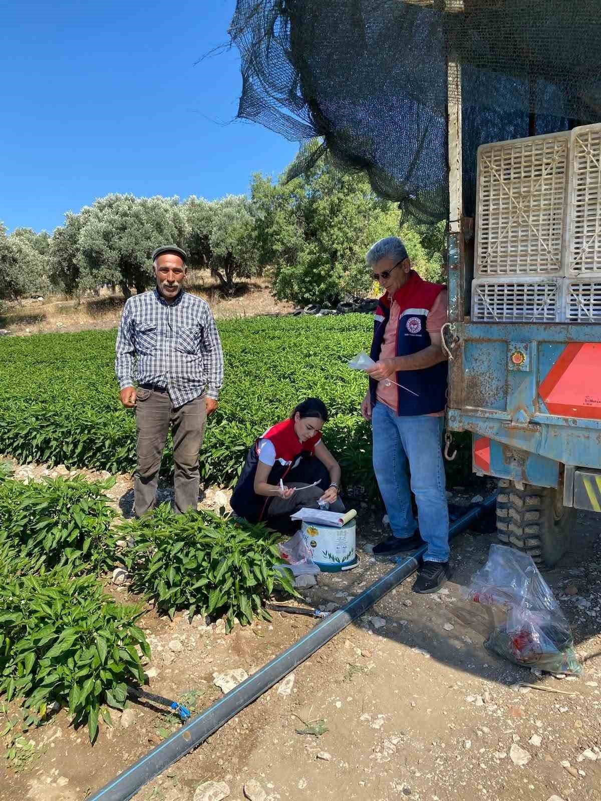 AYDIN'IN DİDİM İLÇESİNDE HASAT ÖNCESİNDE PESTİSİT KONTROLÜ GERÇEKLEŞTİREN İLÇE TARIM EKİPLERİ...