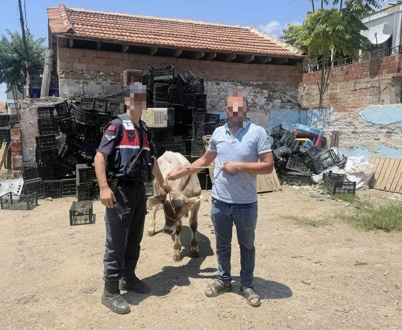 AYDIN'IN İNCİRLİOVA İLÇESİNDE BİR AHIRDAN ÇALINAN BÜYÜKBAŞ HAYVAN, JANDARMA EKİPLERİNCE BULUNARAK...