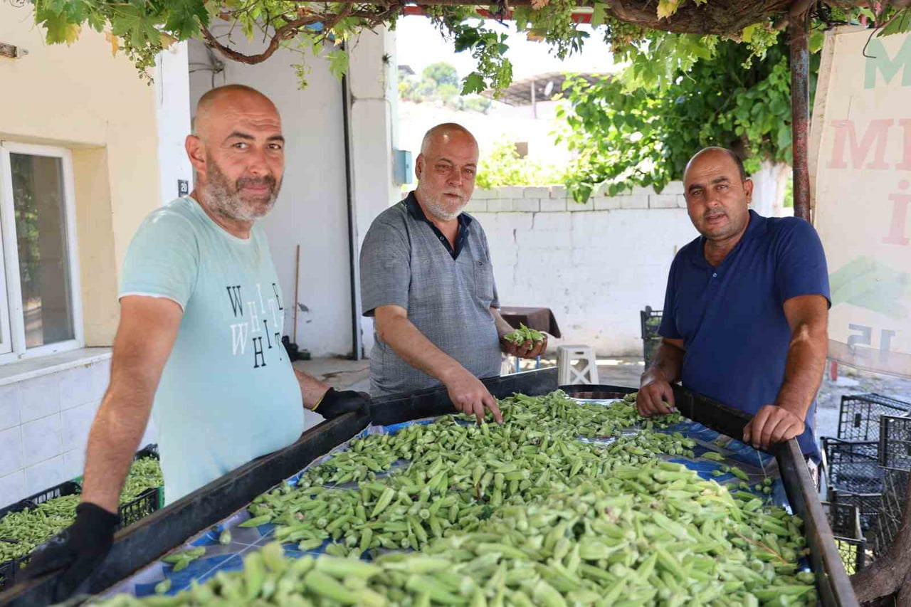 AYDIN'IN KOÇARLI İLÇESİNDE YAKLAŞIK 3 BİN 500 DEKARLIK ALANDA ÜRETİLEN VE TÜRKİYE'NİN BİRÇOK İLİNE...